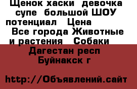 Щенок хаски, девочка супе, большой ШОУ потенциал › Цена ­ 50 000 - Все города Животные и растения » Собаки   . Дагестан респ.,Буйнакск г.